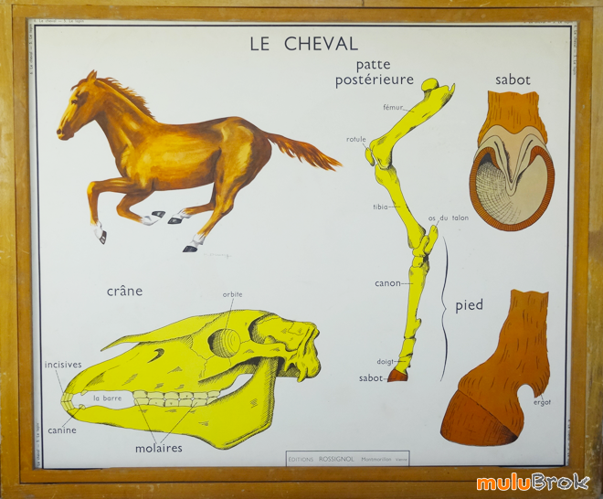Affiche-scolaire-CHEVAL-LAPIN-1-muluBrok