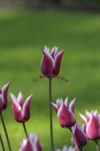 IMG_2459copie2