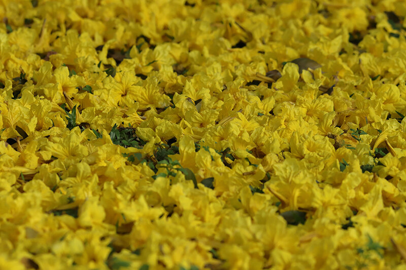 Tabebuia serratifolia