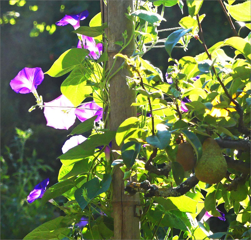 Jardin fleur poires contrej 030822