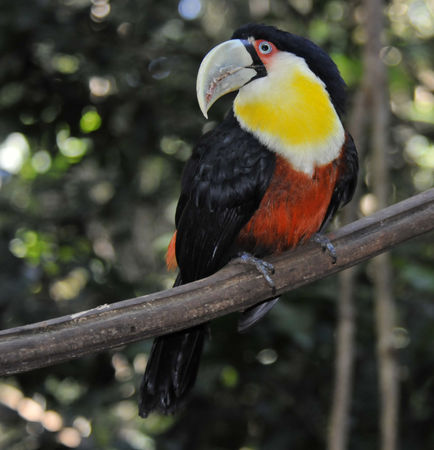 toucan_ventre_rouge__4_