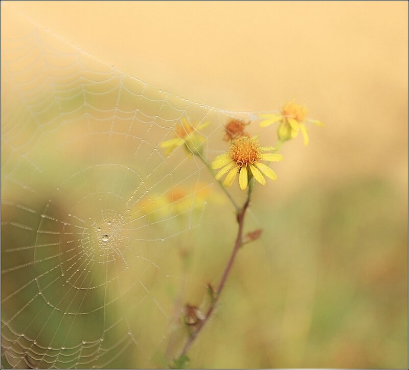 geel web