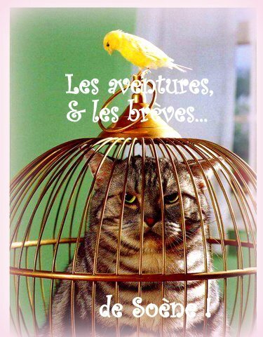 cage chat oiseau