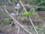 mars_2010_04