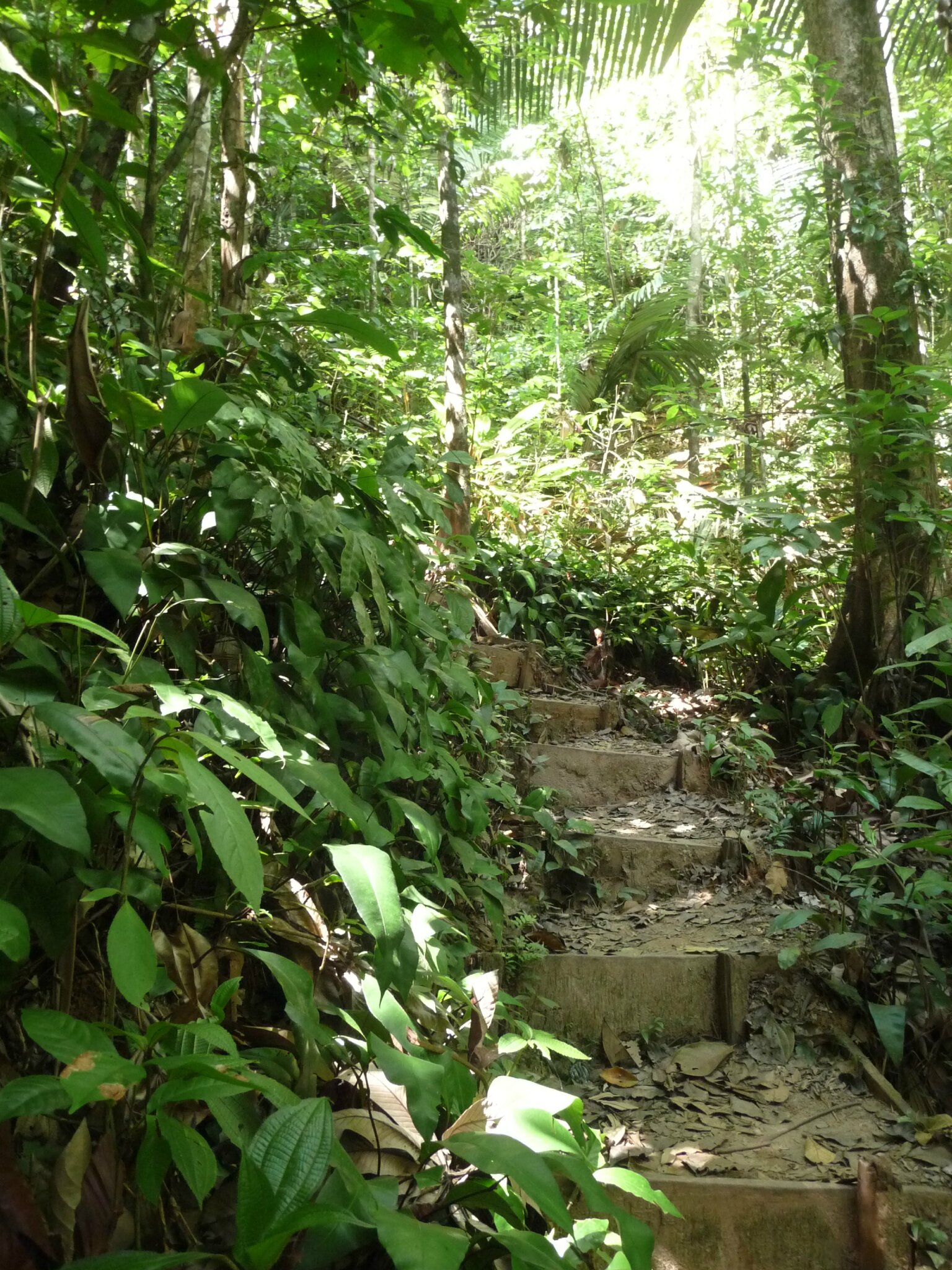 Kourou - Montagne des singes