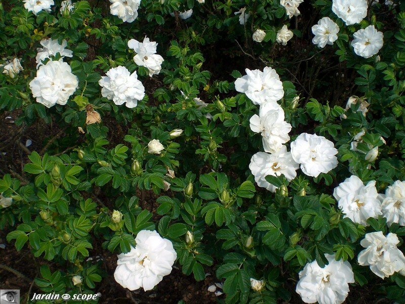 Rosier de roses blanches