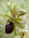 ophrys occidental