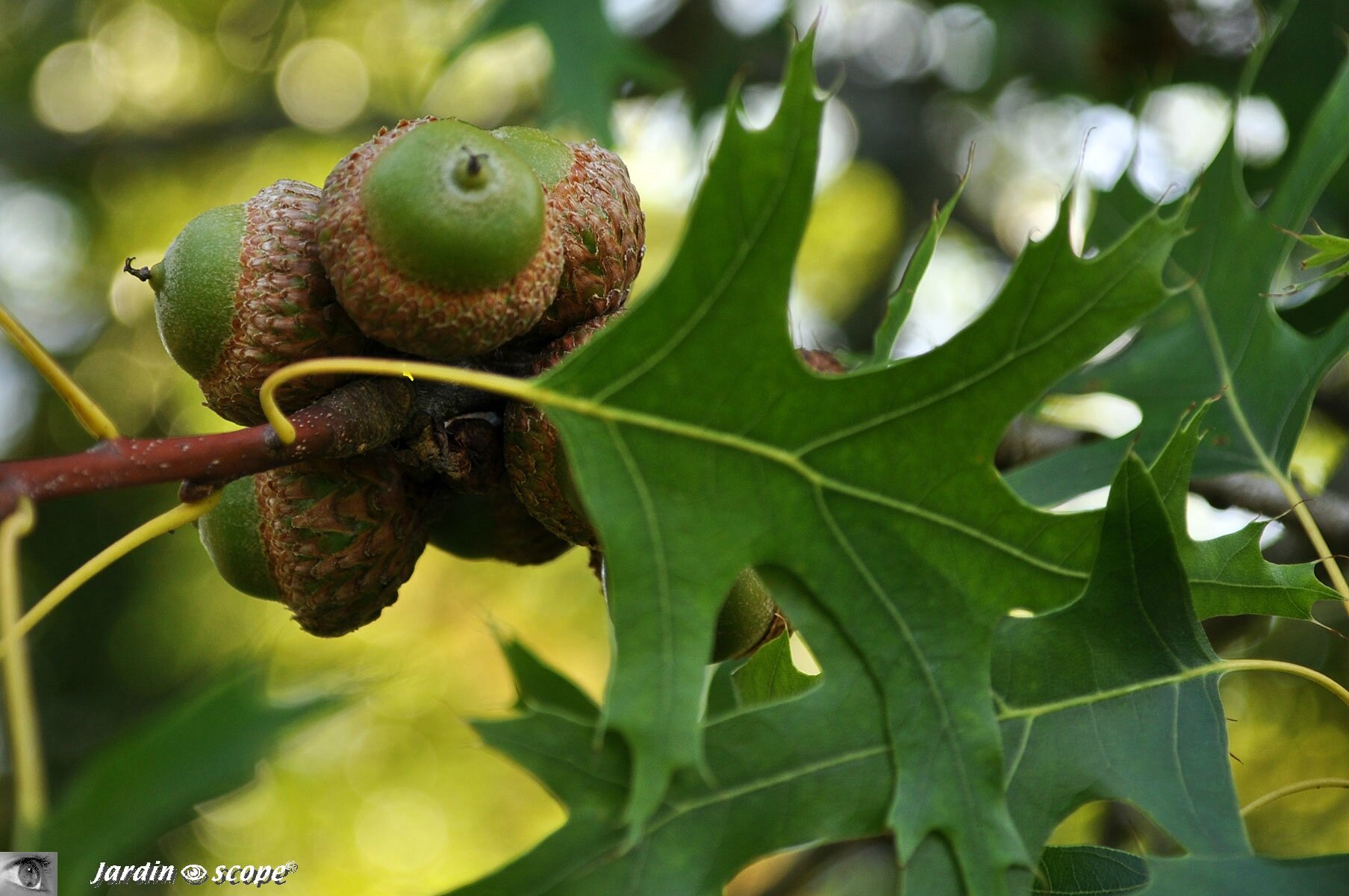 Chene rouge • Quercus rubra • Fagaceae