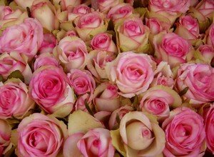 Roses_roses