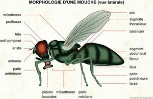 040 Morphologie mouche (lat)