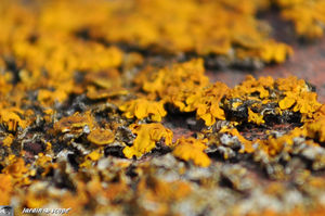 xanthoria parietina