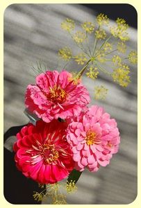 Zinnia_013_border