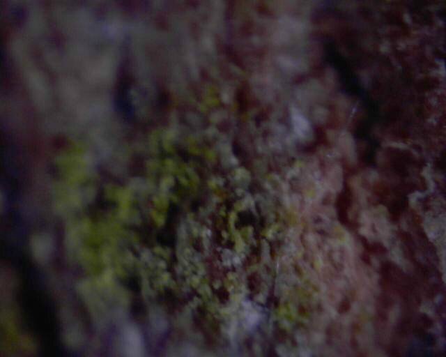 eyeclops lichen 100