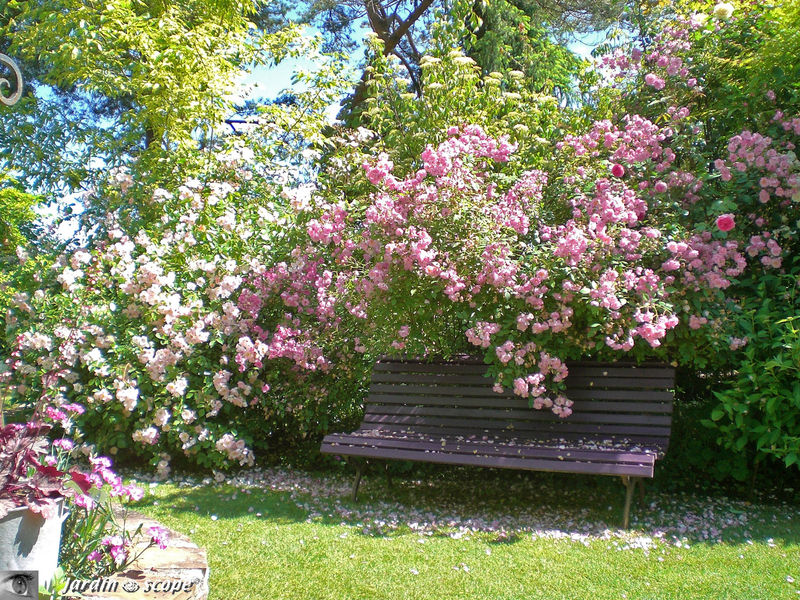 Banc dans le Jardin de Chantal et Alain - Jouy-le-Potier (45)