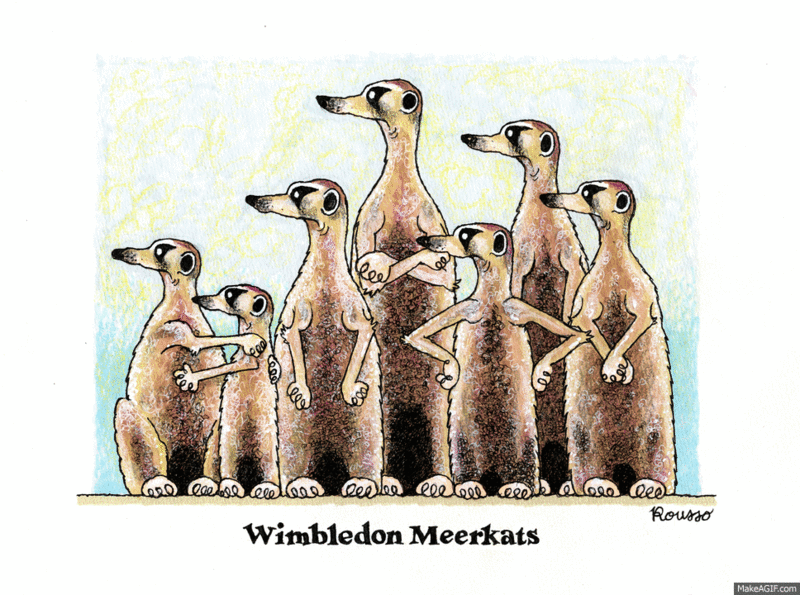 Wimbledon_Meerkats