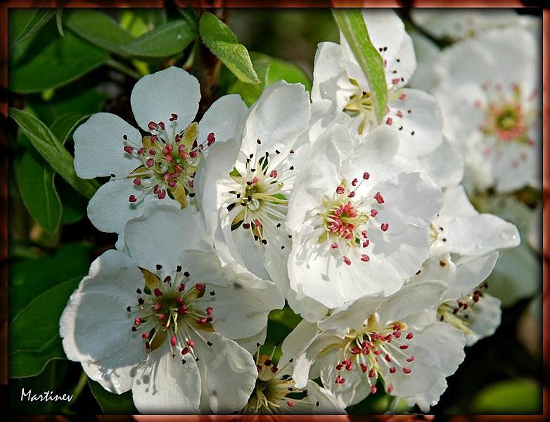 2012 04 05 fleurs de poirier (Medium)