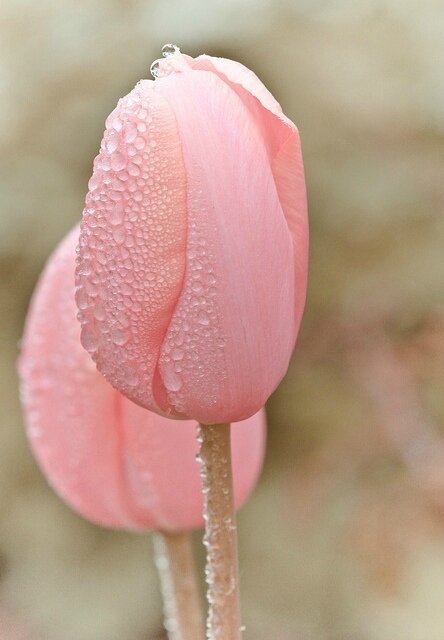 tulipe et gouttes