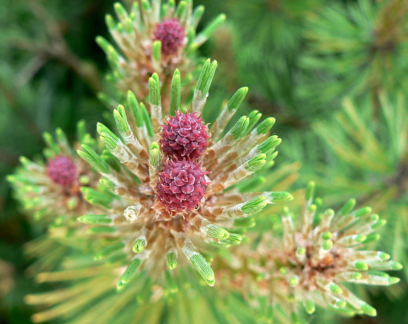 pin fleur femelle