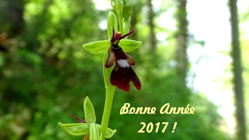 bonne-année-2017
