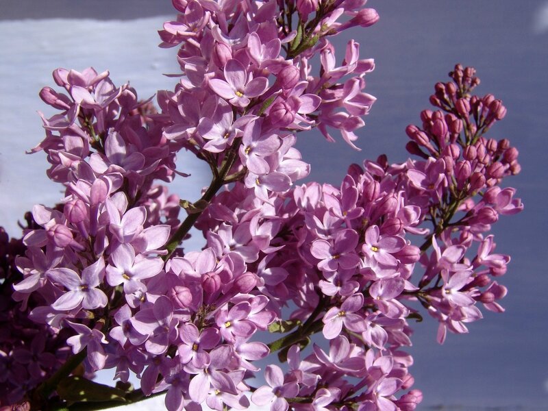 lilas