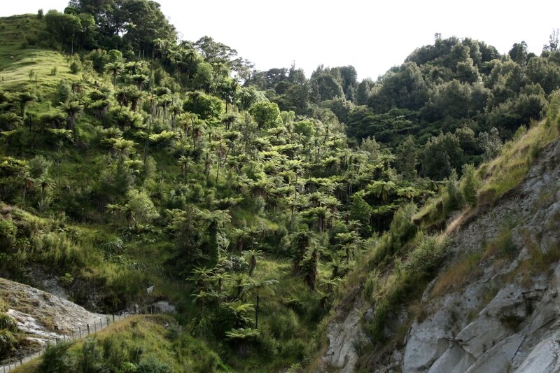 4W7A8661 Whanganui National Park