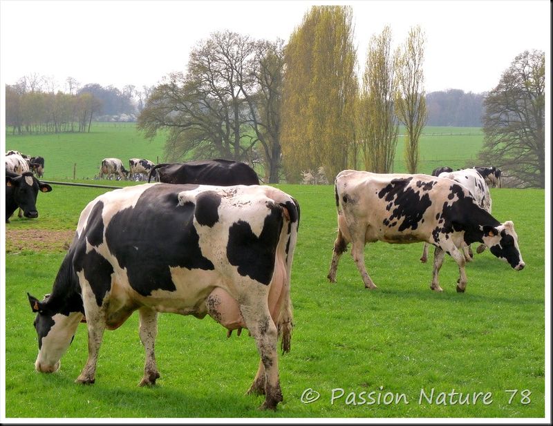 La vache Prim'Holstein (7)