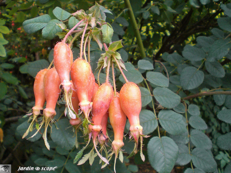 Après la fleur……le fruit de 'R. holodonta' est aussi décoratif