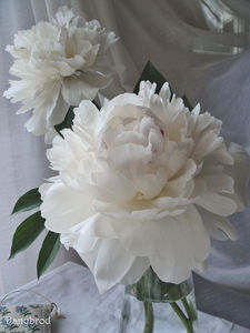 pivoines_jardin1