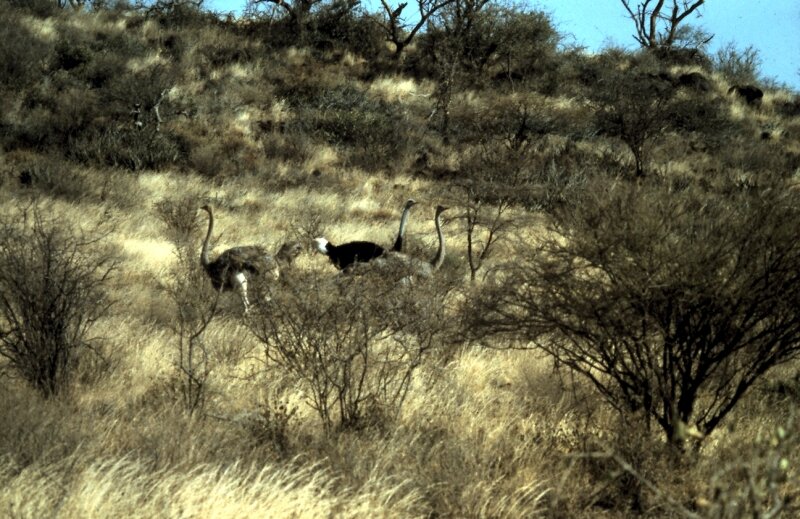 tsavo autruche e