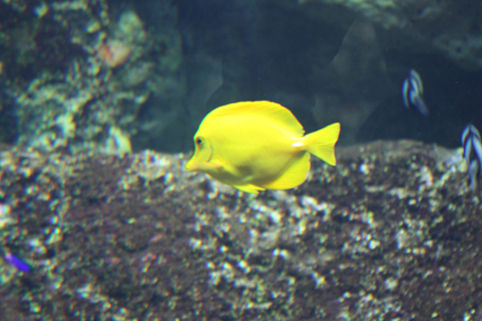 aquarium4