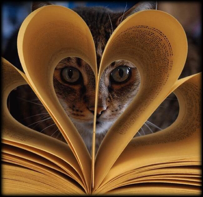CHAT COEUR2