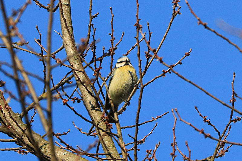 mésange bleue