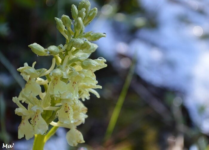 170501_Lozeron_5_orchis_provence