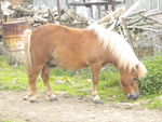 un_poney