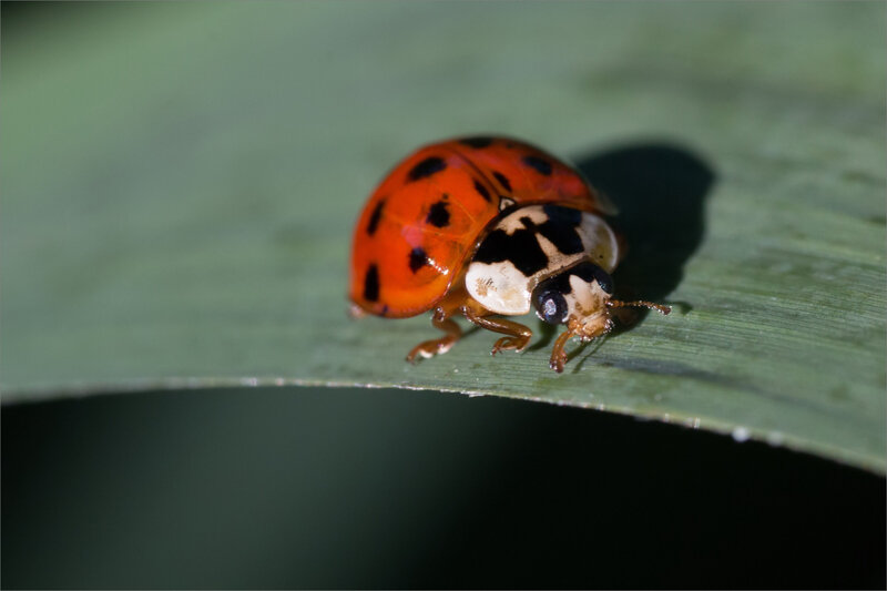 SM coccinelle asia 190618 1