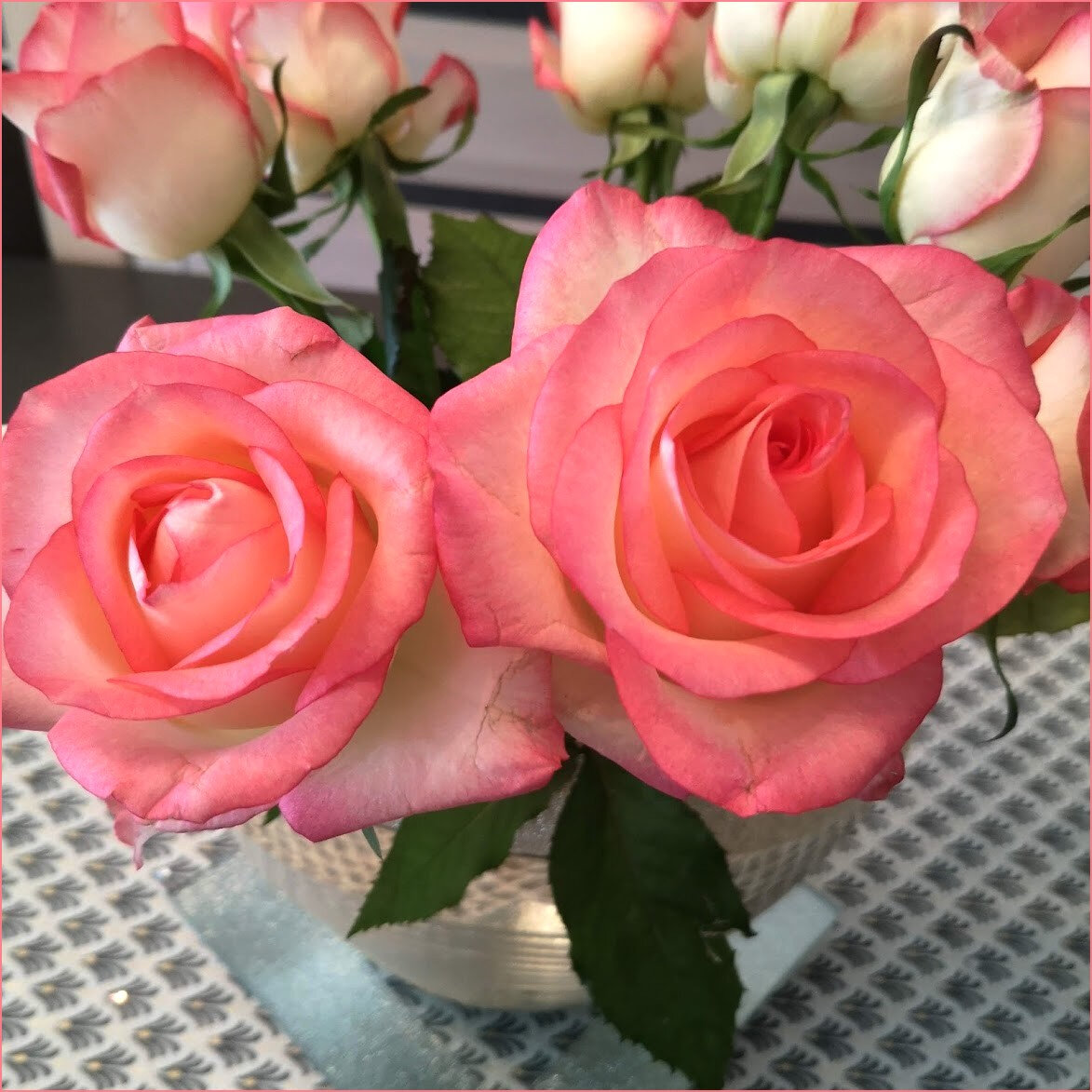 rosesrose4