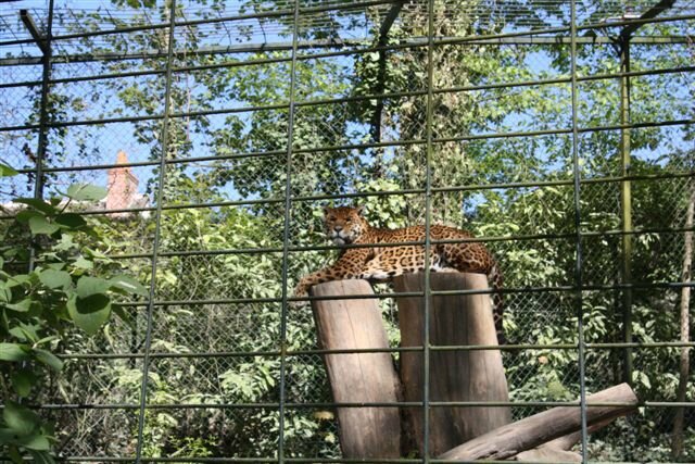 Jaguar de Beauval ©Kid Friendly