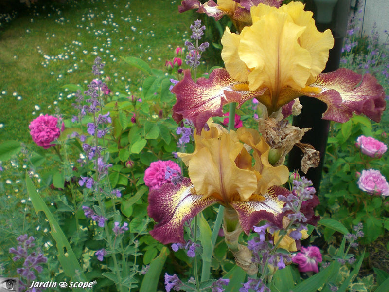 Iris 'Flamenco' et Rose de resht