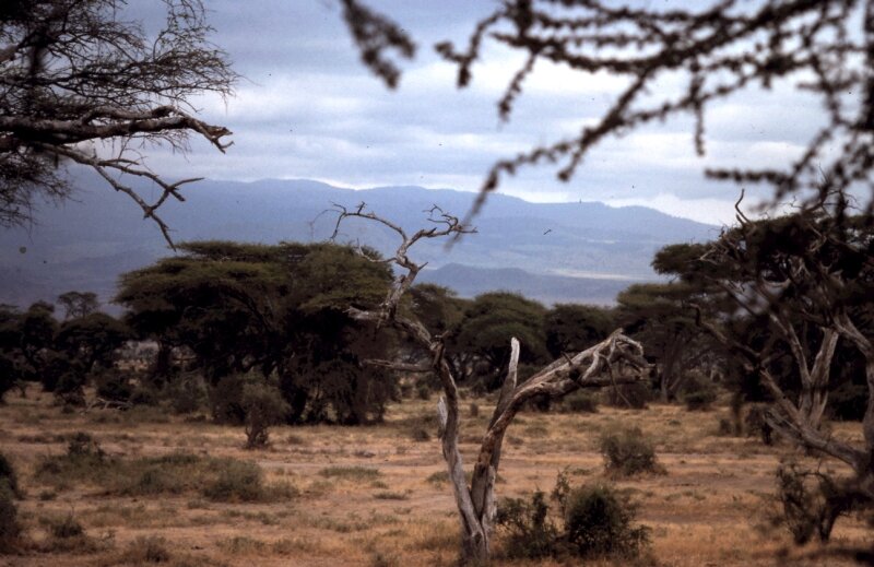 amboseli paysage f