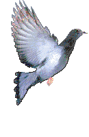 pigeon 2