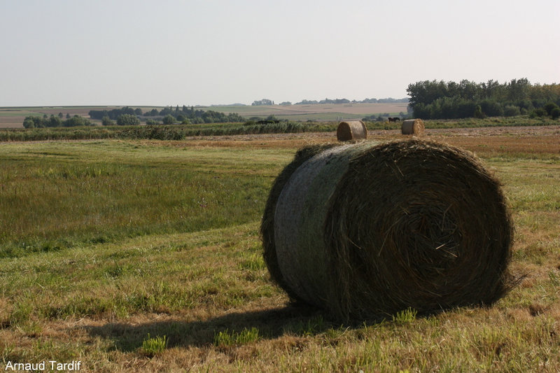 001841 Baie de Somme Septembre 2021 - La zone de marais d'Ault à Brutelles