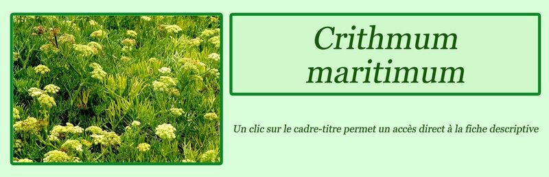 Crithmum maritimum