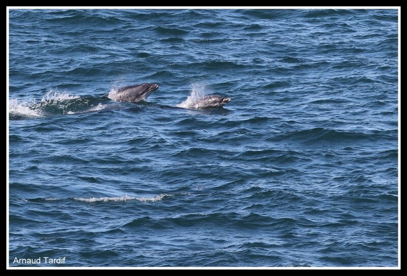 003142 Bretagne Saint-Coulomb - La Côte d'Emeraude de la Pointe du Nid à la Plage du Verger - Groupe de Dauphins