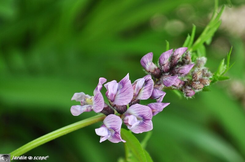 Vicia-sativa