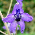 F_Delphinium