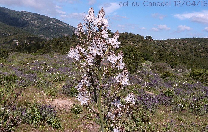 floraison d'Avril à Juin