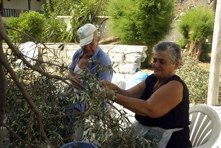 Lendas Cueillette des olives à consommer