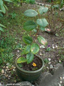 Jeune camelia issu d'un semis