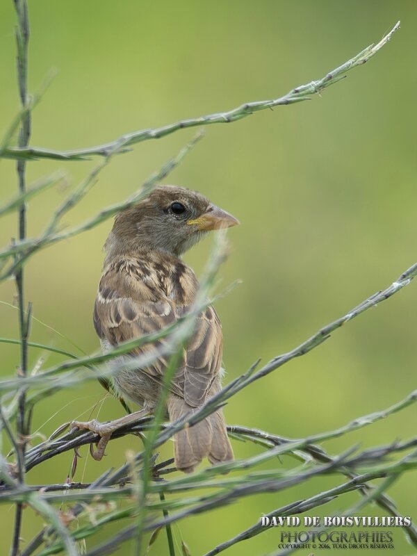 Moineau domestique (Passer domesticus) juvénile