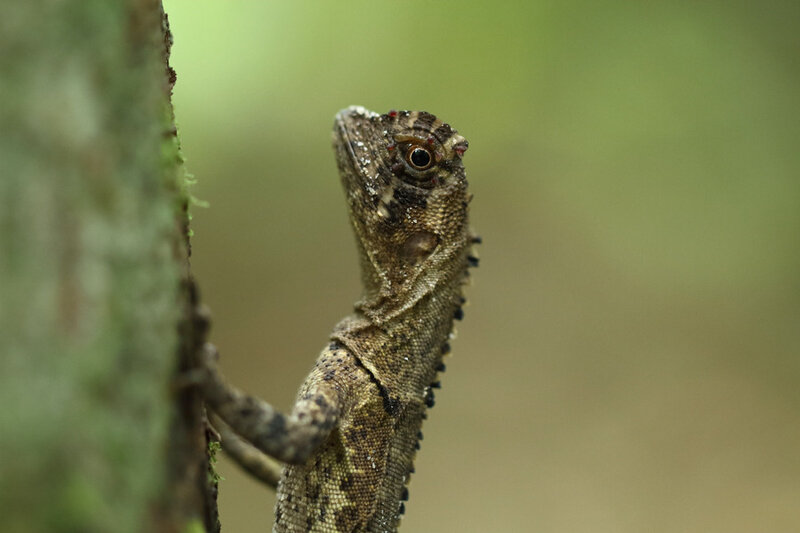 Uranoscodon superciliosus